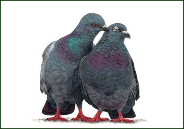 Duiven, Lonneke Grimbergen, Natuurmonumenten