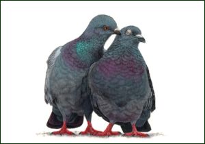 Duiven, Lonneke Grimbergen, Natuurmonumenten