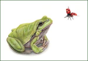 Boomkikker, Lonneke Grimbergen, Natuurmonumenten