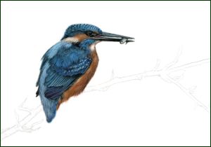 IJsvogel met visje, Lonneke Grimbergen, Natuurmonumenten