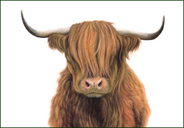 Schotse hooglander, Lonneke Grimbergen, Natuurmonumenten
