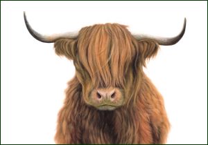 Schotse hooglander, Lonneke Grimbergen, Natuurmonumenten