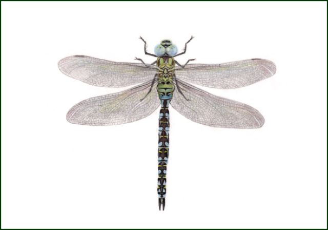 Groene glazenmaker, Lonneke Grimbergen, Natuurmonumenten