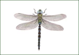 Groene glazenmaker, Lonneke Grimbergen, Natuurmonumenten