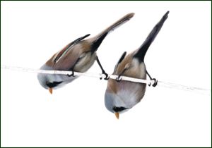 Baardmannetjes, Lonneke Grimbergen, Natuurmonumenten