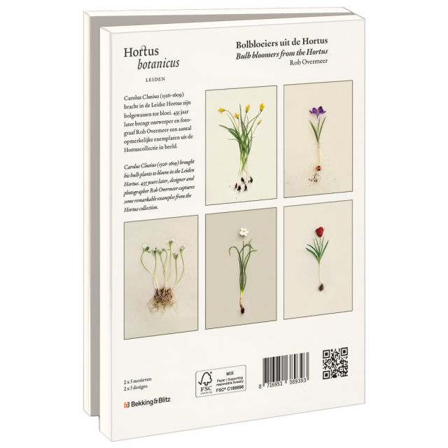 Kaartenmapje met env, groot: Bolbloeiers uit de Hortus