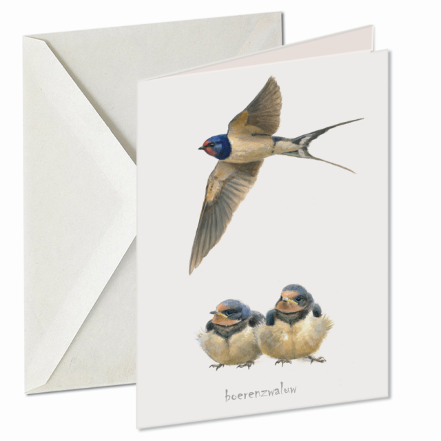 Boerenzwaluw, Elwin van de Kolk