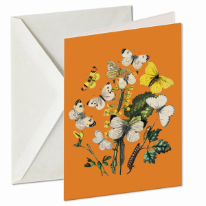 European butterflies and moths - orange