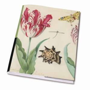 Schrift A5: Twee Tulpen een schelp, Jacob Marrel, Rijksmuseum