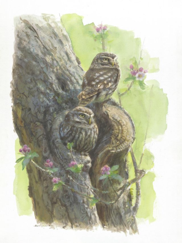 Giclée: 250e editie Vogelbescherming