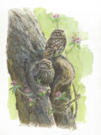 Giclée: 250e editie Vogelbescherming