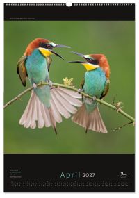 Birds posterkalender 2027, Vogelbescherming