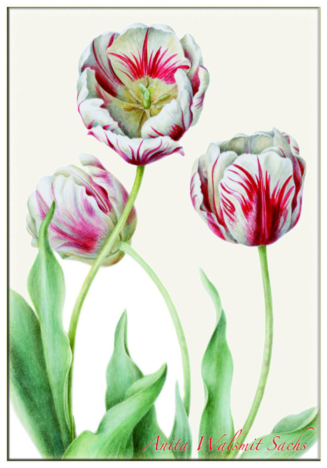 Tulipa ‚Teyler‘, Anita Walsmit Sachs