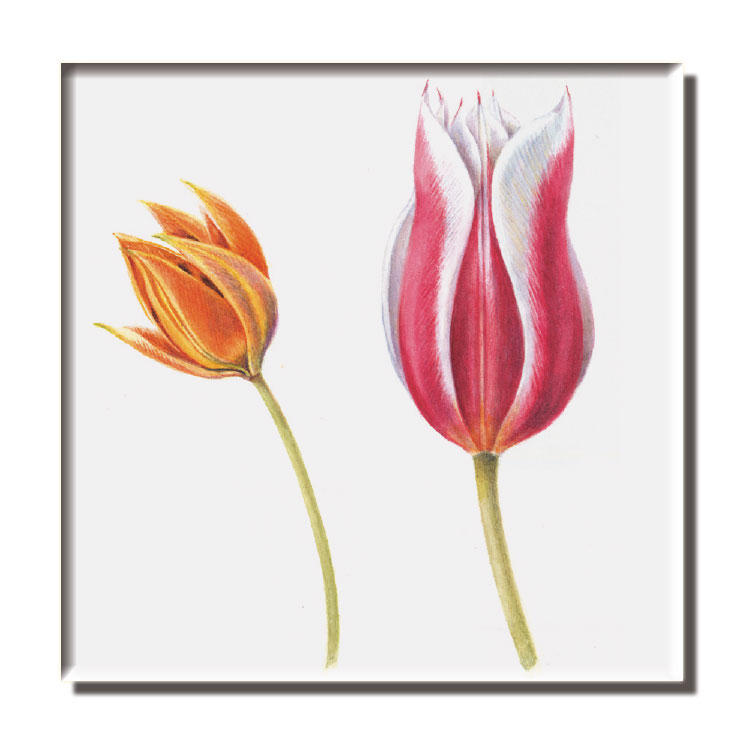Kühlschrankmagnet: Collage of Tulips (details), Anita Walsmit Sachs