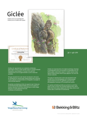 Giclée: 250e editie Vogelbescherming