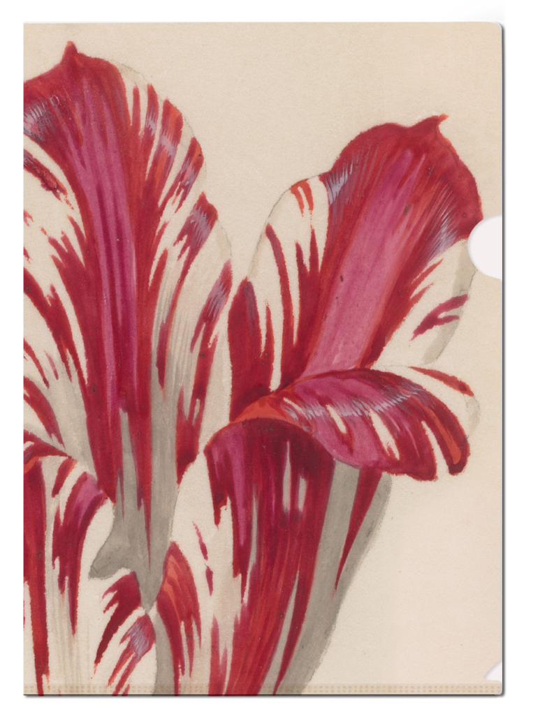 Dokumentenumschläge A4: Tulips/Tulips, Jacob Marrel, Rijksmuseum Amsterdam