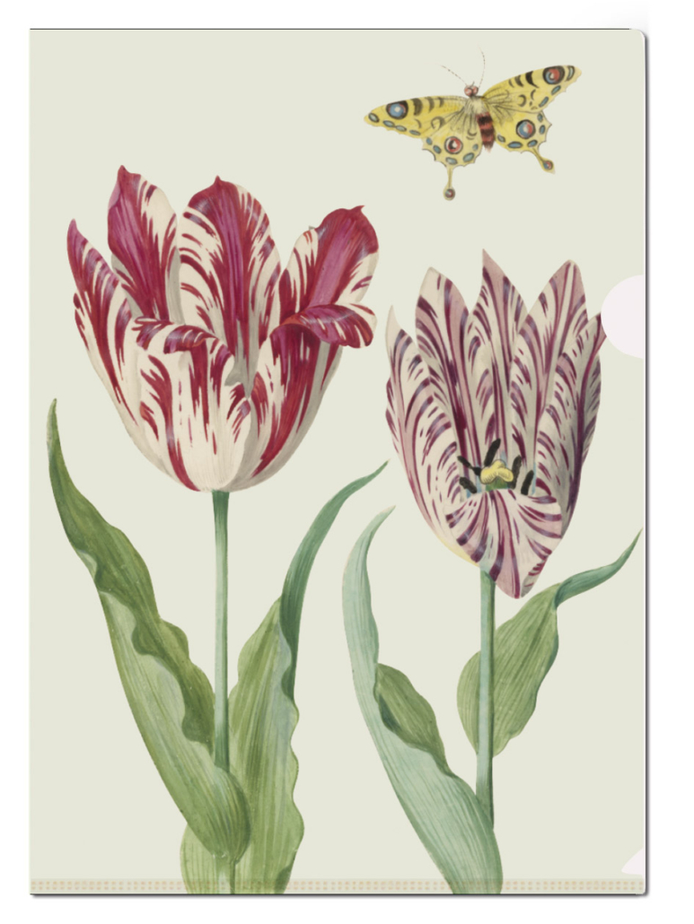 Dokumentenumschläge A4: Tulips-Tulips, Jacob Marrel, Sammlung Rijksmuseum Amsterdam