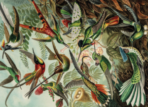 Puzzle (1.000 Stücke): Art Forms of Nature, Ernst Haeckel, Teylers Museum