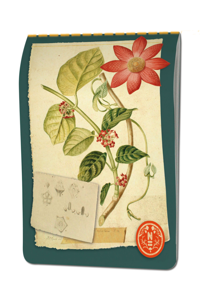 Skizzenbuch: Herbarium, Naturalis Biodiversity Center