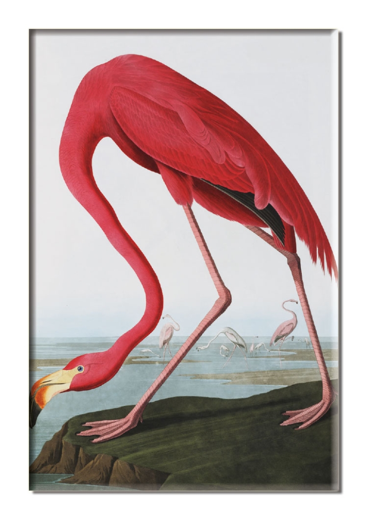 Kühlschrankmagnet: American Flamingo, John James Audubon, Teylers Museum