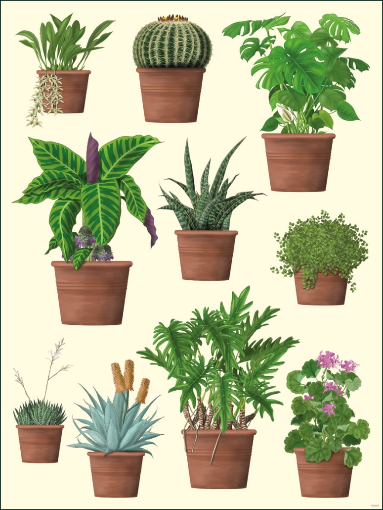 Poster: Zimmerpflanzen, Kelly van Koppenhagen, Hortus Botanicus Amsterdam