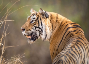 Puzzle (1.000 Stücke): Bengaalse tijger, Jeff Goldberg, Wereld Natuurfonds