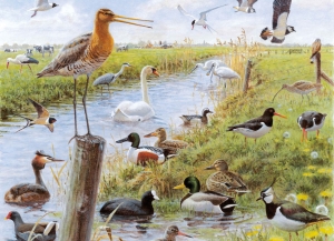 Puzzle (1.000 Stücke): Vogels, Elwin van der Kolk, Vogelbescherming Nederland