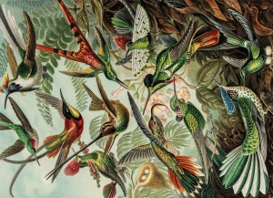 Puzzle (1.000 Stücke): Art Forms of Nature, Ernst Haeckel, Teylers Museum