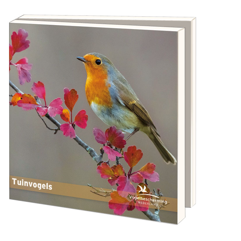 Grußkartenbox mit Umschläge – Quadratisch: Tuinvogels, Vogelbescherming Nederland